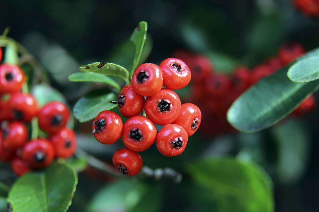 外媒：马拉多纳的宝马i8进行拍卖，起拍价1万欧元