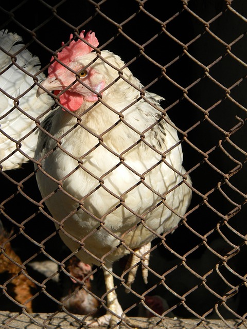 拉莫斯：郑州这座城市很不错，中国人比沙特人更热情更好融入